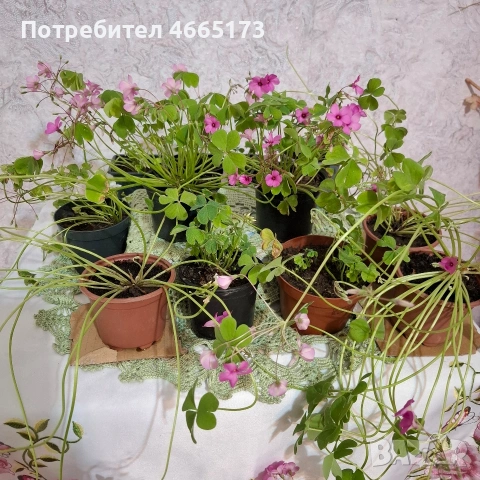 Оксалис /Детелина Бяла и Розова , снимка 3 - Градински цветя и растения - 54510708