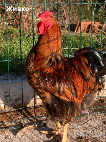 Виандоти, снимка 3 - Кокошки и пуйки - 54063681