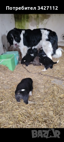 Каракачански кутрета 