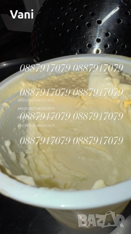 Джарсе-Жарсе- юници -датски Чостокръвни , снимка 6 - Крави - 54025814