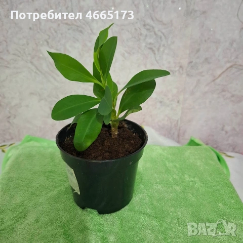Стайно Цвете Исусов Венец червен и тъмно бял, снимка 9 - Стайни растения - 54111064