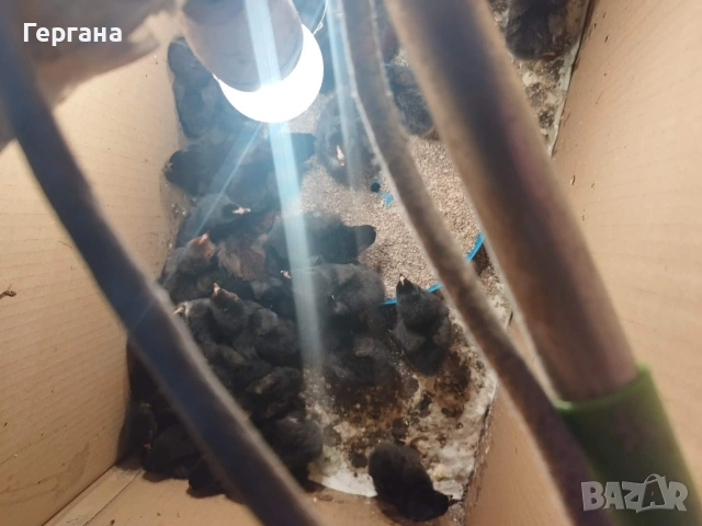 пъдпъдъци фараон на 2 седмици 