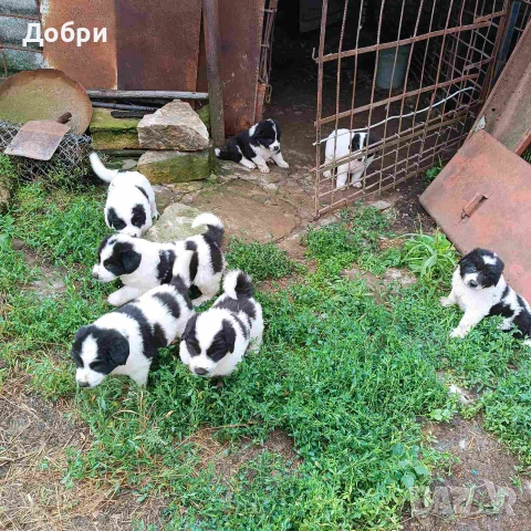Малки Каракачанки