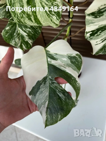Monstera Albo Variegata (Монстера Албо Вариегата), снимка 4 - Стайни растения - 54804626