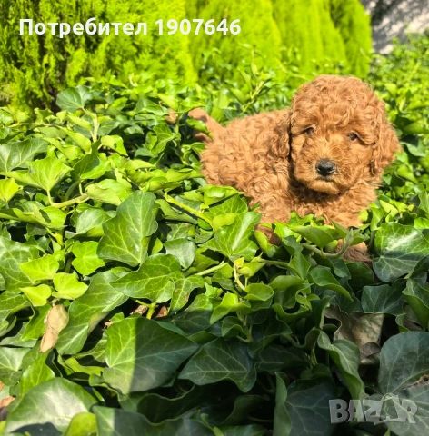 Мини пудели момчета, снимка 3 - Пудели - 55124459