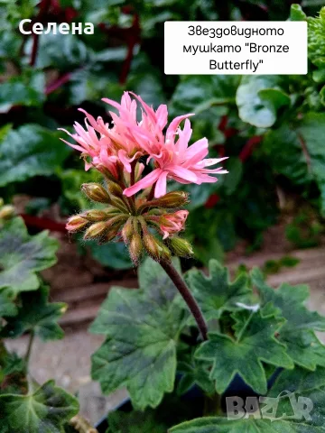 Колекционерско звездовидно мушкато "Bronze Butterfly" (Stellar Pelargonium)