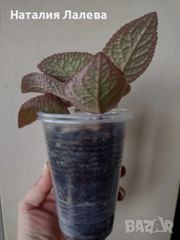 Еписция, episcia Strawberry patch, снимка 4 - Стайни растения - 55231149