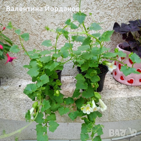 азарина и акалифа, снимка 2 - Стайни растения - 54689570