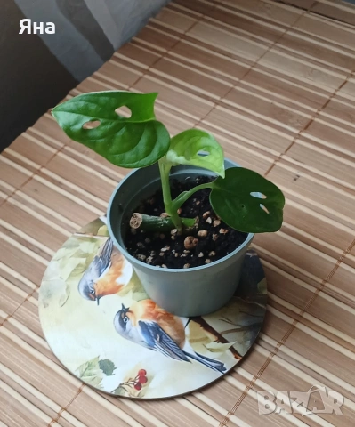 Мини растения - епипремнуми, дяволски бръшлян,монстера, сингониум, фикус бенджамин, снимка 10 - Стайни растения - 53712548