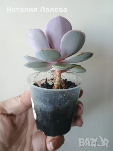 Ешеверия, echeveria Perle von nurnberg, снимка 2 - Стайни растения - 55440783