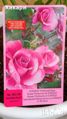 Роза Флорибунда Kordes® shocking blue , снимка 2 - Градински цветя и растения - 55323873