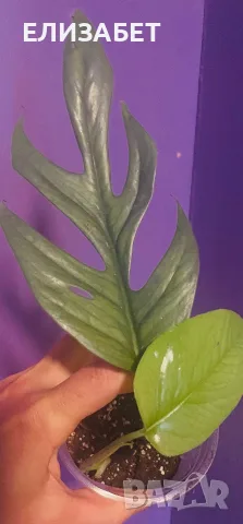 Fhilodendron с нацепени листа