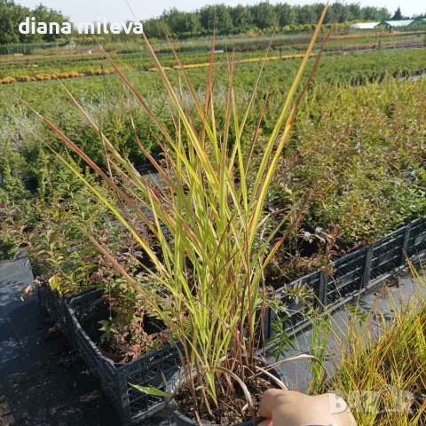 Мискантус Пурпурасценс, Miscanthus sinensis 'Purpurascens' студоустойчива, декоративна трева!!!, снимка 8 - Градински цветя и растения - 55420080