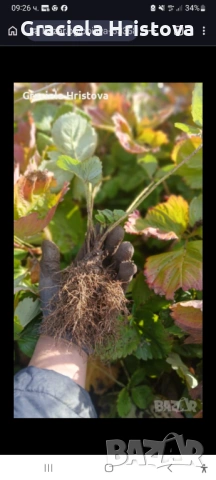 Продавам качествен разсад ягоди сорт  целогодишен мурано албион, снимка 8 - Градински цветя и растения - 54007042