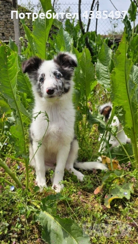 Момче Шелти