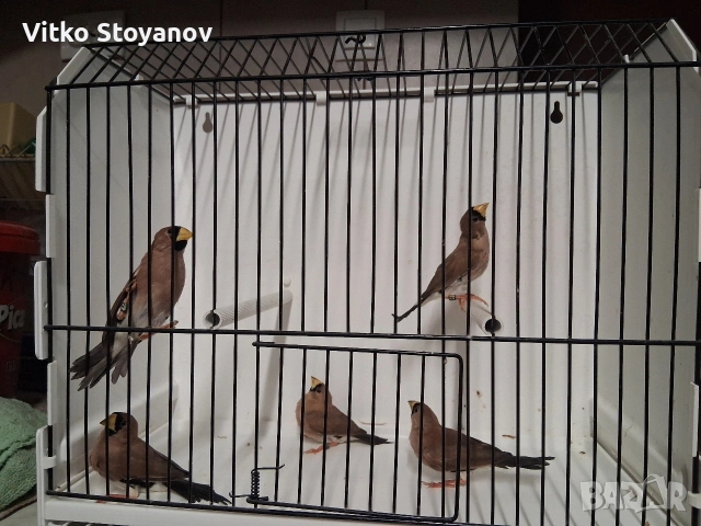 Амадини
