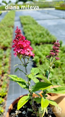 Buddleja dav. Butterfly Candy Little Ruby, снимка 10 - Градински цветя и растения - 54840666