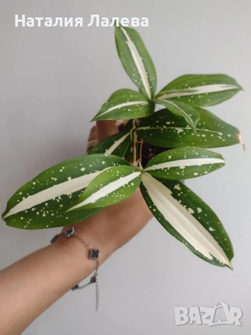 Драцена, dracena milky way, снимка 3 - Стайни растения - 55231898