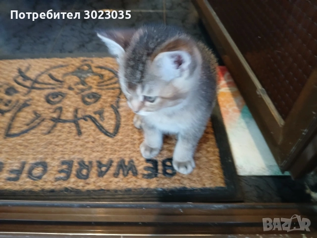 сребарна чинчила с радословие 350 евро одговарят на всички белези за породата, снимка 4 - Чинчили - 54729197