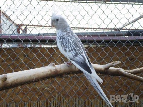 Продавам корели 1 мъжко с 2 женски, снимка 2 - Папагали - 54316619