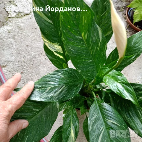 разкошен спатифилом диамант няколко корена в саксия , снимка 2 - Стайни растения - 55301048