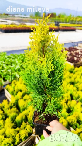 Туя Златен Смарагд, Thuja Occidentalis Golden Smaragd, студоустойчива!!, снимка 3 - Градински цветя и растения - 54767833