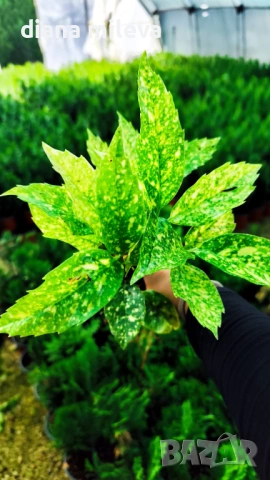 Аукуба Японика (Aucuba jap. Crotonifolia), снимка 6 - Градински цветя и растения - 54571224