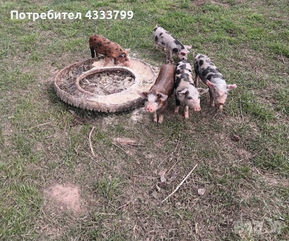 Продавам малки прасета на 55 дни