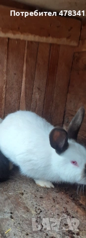 Зайци Кръстоска , снимка 2 - Други - 54040584