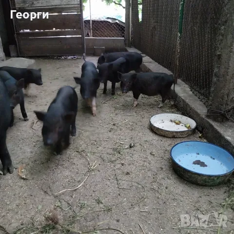 Виетнамски прасенца продавам, снимка 3 - Прасета - 55323867