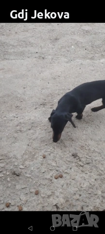 Дакел , снимка 3 - Дакели - 54287312