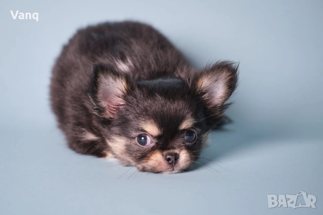 Чихуахуа Възможност за доставка , снимка 3 - Чихуахуа - 54325274