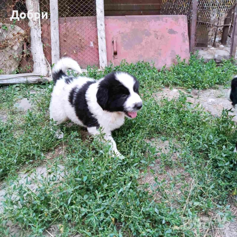 Малки Каракачанки, снимка 3 - Каракачанска овчарка - 54978359