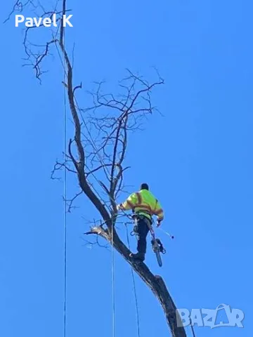 🌳 Рязане на опасни дървета Враца | Кастрене и премахване на дървета