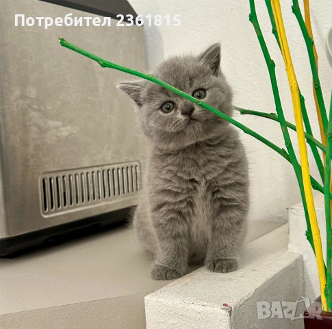 Мъжко чистокръвно британско котенце, снимка 8 - Британска късокосместа - 54580611