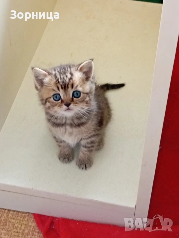 Британско коте , снимка 10 - Британска късокосместа - 54330980