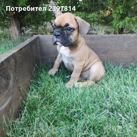 Френски булдог - Женско, снимка 4 - Френски булдог - 55008762