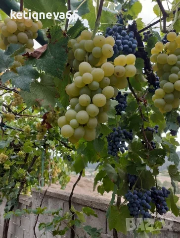 Продавам къща 100кв.м , снимка 18 - Къщи - 55415904