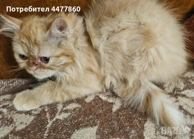 Персийски котенца , снимка 3 - Персийска - 55637813