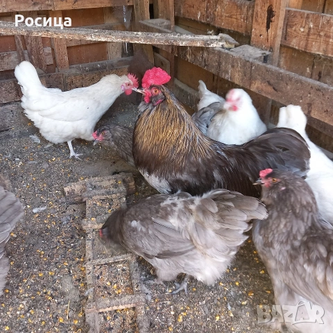 Продавам разплодни яйца от Олив егер, снимка 2 - Кокошки и пуйки - 54899727