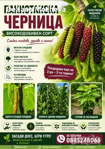 Пакистанска черница 