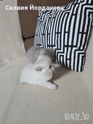 Британчета късокосмести, снимка 7 - Британска късокосместа - 54060098