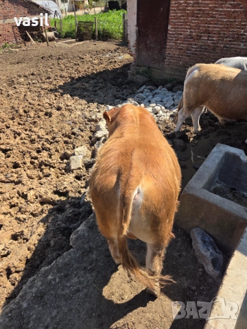 Свободни телета