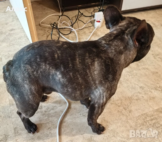 Френски булдог на 3 години, снимка 3 - Други - 54364241