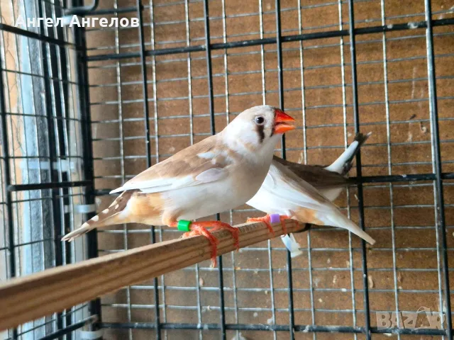 зеброви амадини , снимка 6 - Амадини - 55637073