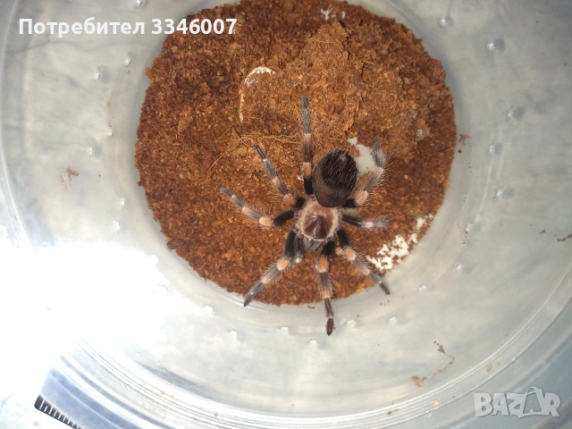Tarantula - Продавам Тарантyли от снимите - получавате това което виждате, снимка 8 - Други - 44106536