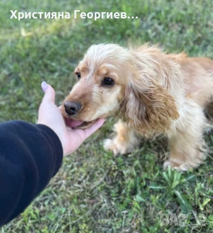 Два мъжки кокера – братя, обучени за трюфели, снимка 4 - Кокер шпаньол - 54709466