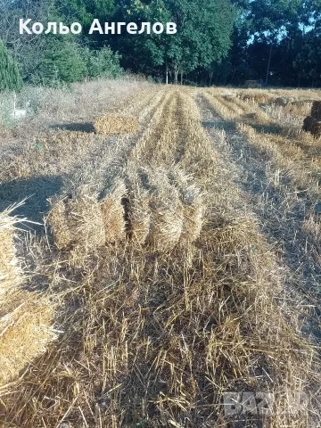 малки бали овес