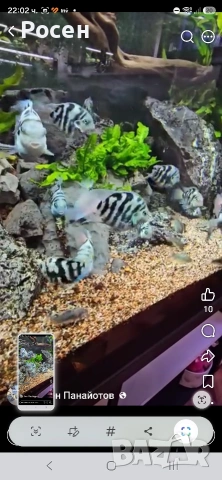 Продавам Син папагал (Polar Blue Parrot Cichlid ), снимка 2 - Рибки - 54934101