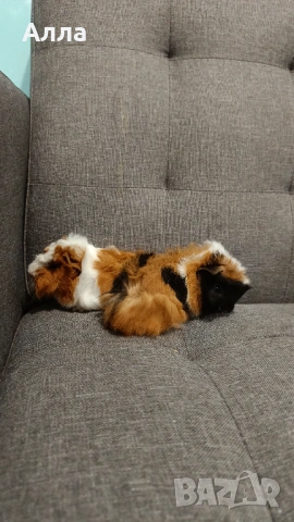 Малки морски свинчета , снимка 7 - Морски свинчета - 54046803